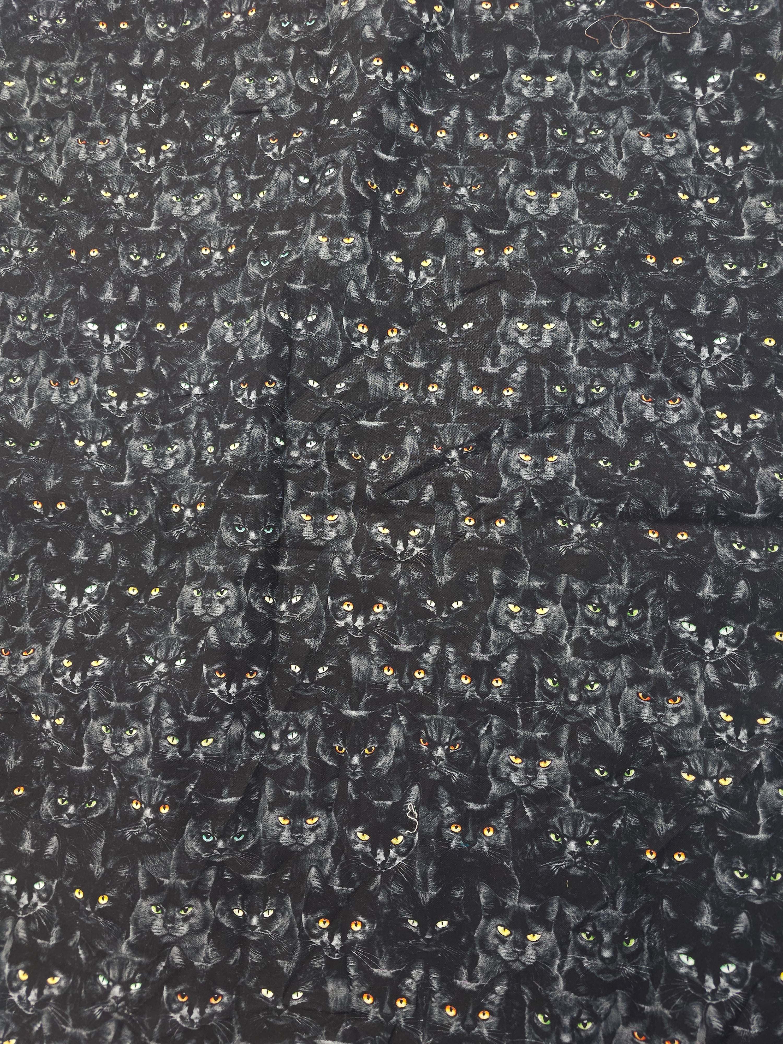 Black cat Cotton- 2m piece
