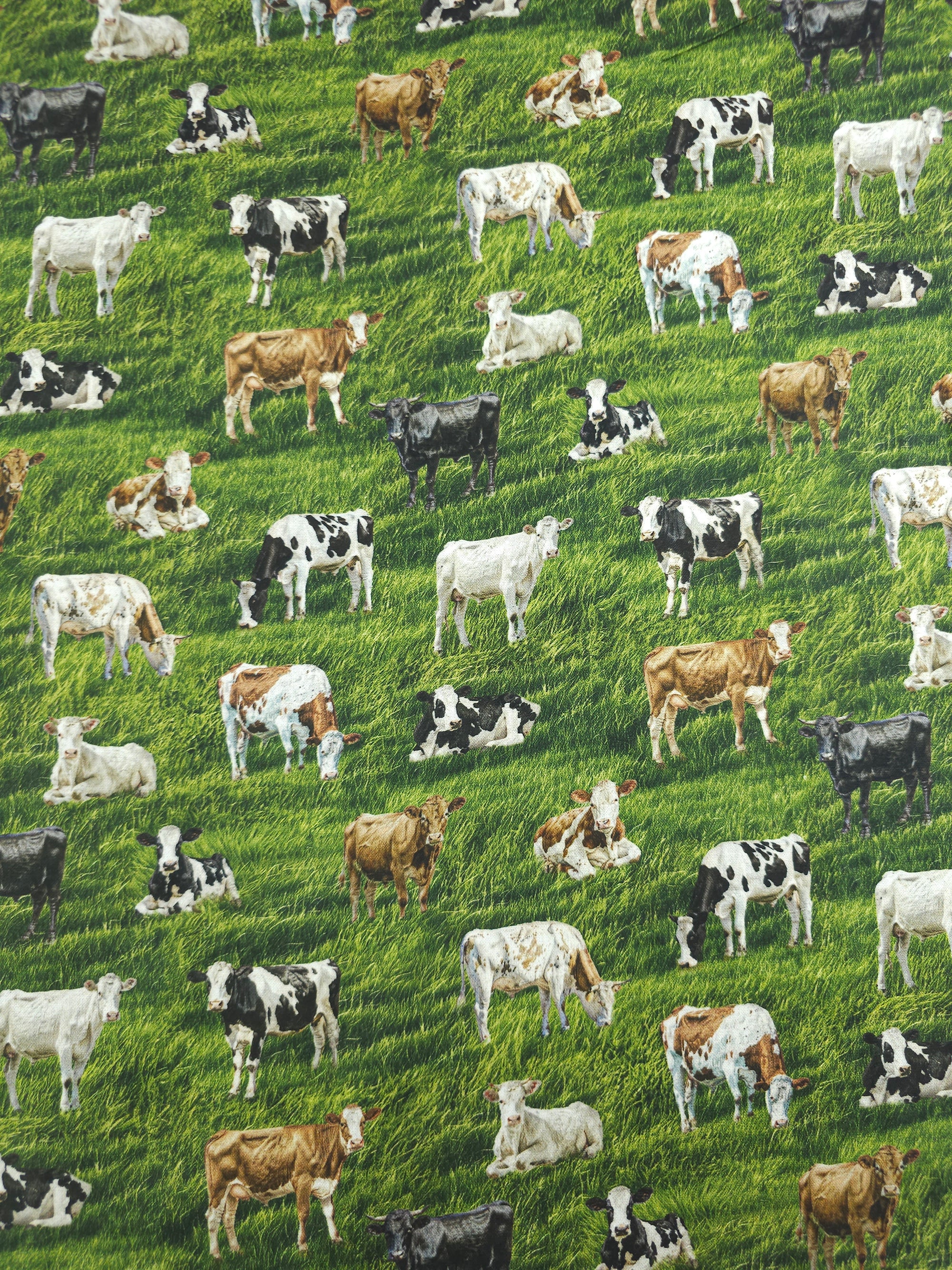 Cows On The Country Field 100% Cotton